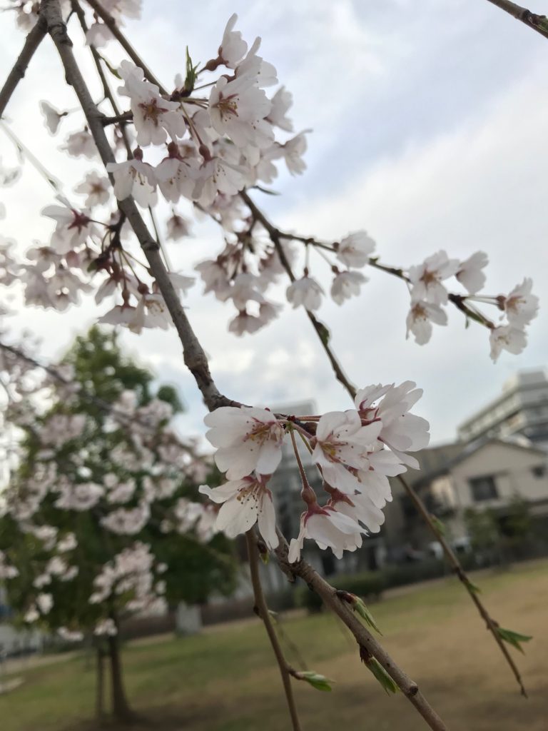 電車の見える公園の桜